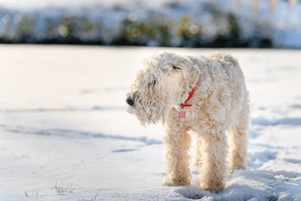 A soft coated wheaten terrier standing in a field covered with snow