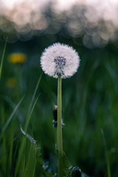 Sekély Fókusz Egy Pitypang Bokeh Zöld Háttér — Stock Fotó