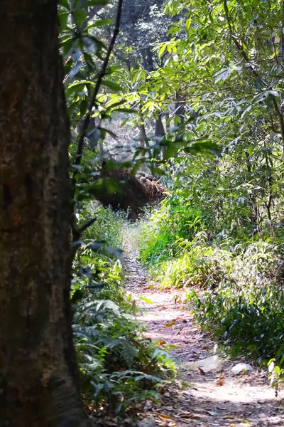 Plan Sentier Dans Forêt — Photo