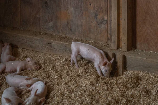 Farm Pigs Barn — Stock Photo, Image