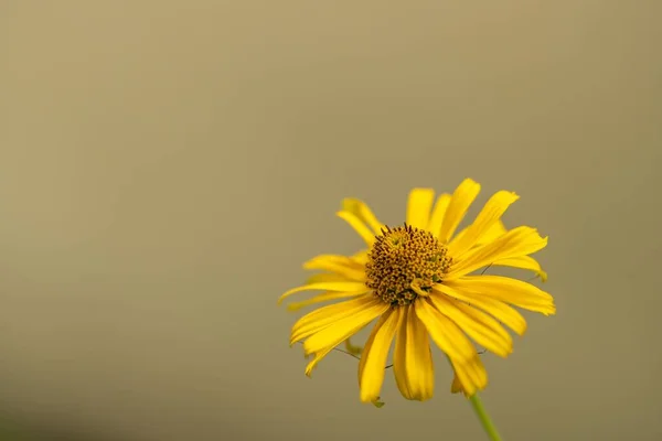 Primer Plano Falso Girasol Sobre Fondo Verde Borroso — Foto de Stock