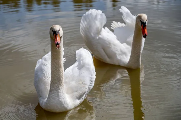 Vista Ángulo Alto Los Cisnes Blancos Nadando Río — Foto de Stock