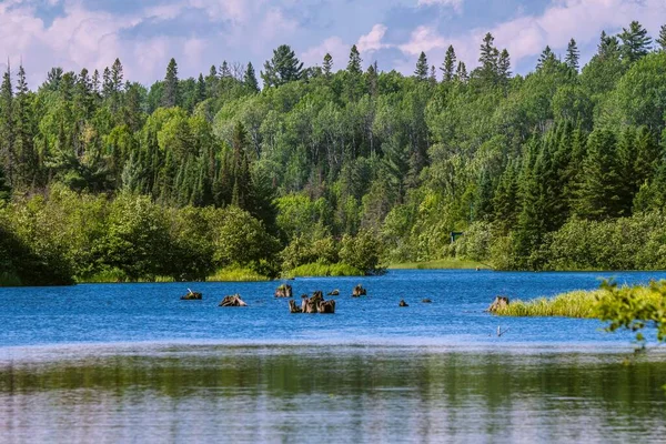 Die Baumstämme Blauen Flachen See Umgeben Von Sattgrünen Bäumen — Stockfoto