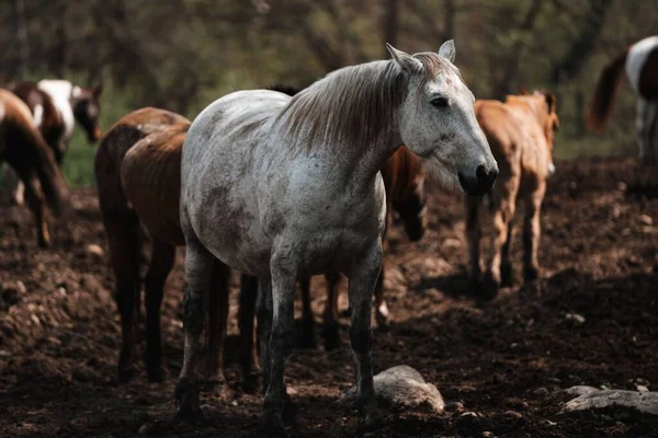 Skupina Amerických Quater Koní Angole Indianě — Stock fotografie