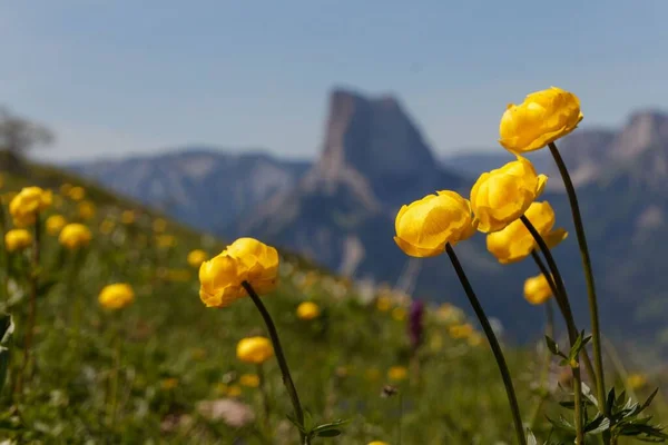 Une Mise Point Sélective Globeflowers Jaunes Sur Terrain — Photo