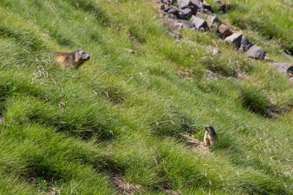 Dva Marmoty Zeleném Svahu Pyrenejí Francie — Stock fotografie