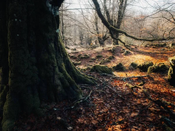 Uma Vista Baixo Ângulo Uma Bela Floresta Durante Outono — Fotografia de Stock