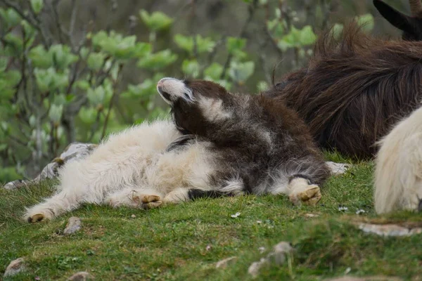 Uma Cabra Adormecida Grama Parque Com Fundo Embaçado — Fotografia de Stock