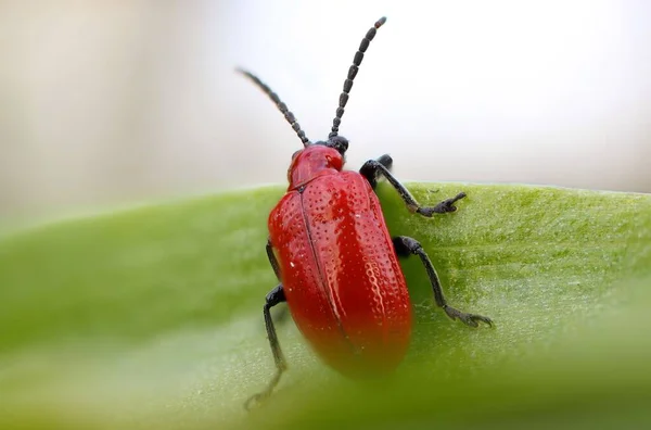 緑の葉の上に緋色の百合の甲虫のクローズアップ — ストック写真