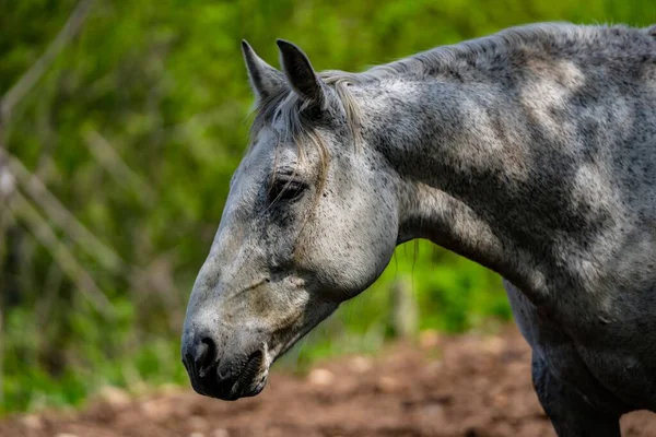 Primer Plano Caballo Quater Americano Angola Indiana — Foto de Stock