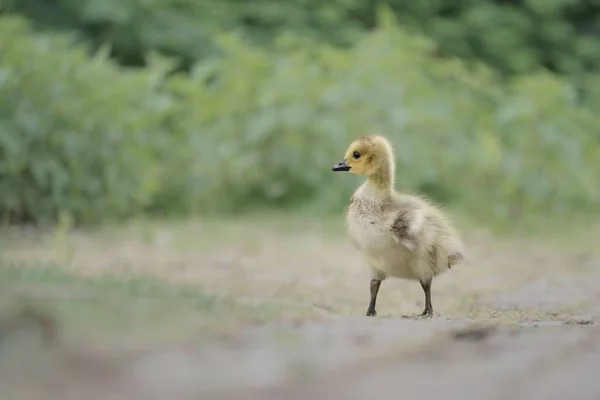 Adorable Poussin Oie Canada Fraîchement Éclos Dans Herbe — Photo