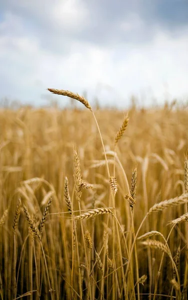 Vertical Shot Field Dried Grain Cloudy Sky — Stock Photo, Image