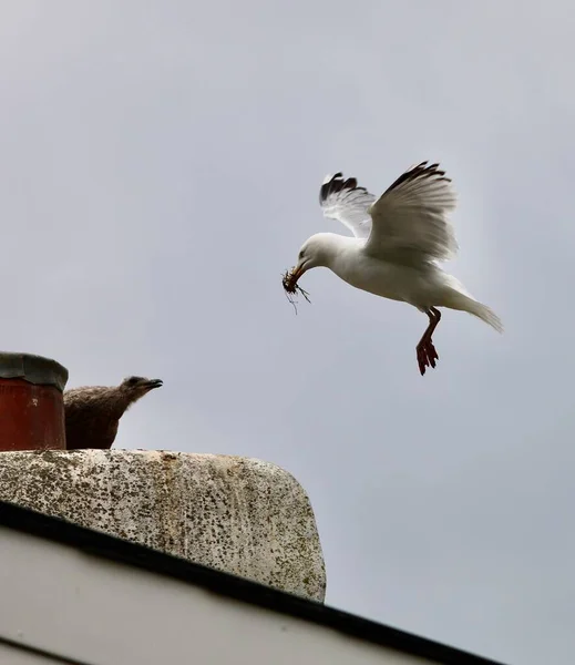 Seagull Bringing Food Baby Nest Chimney Stack — Stock Photo, Image