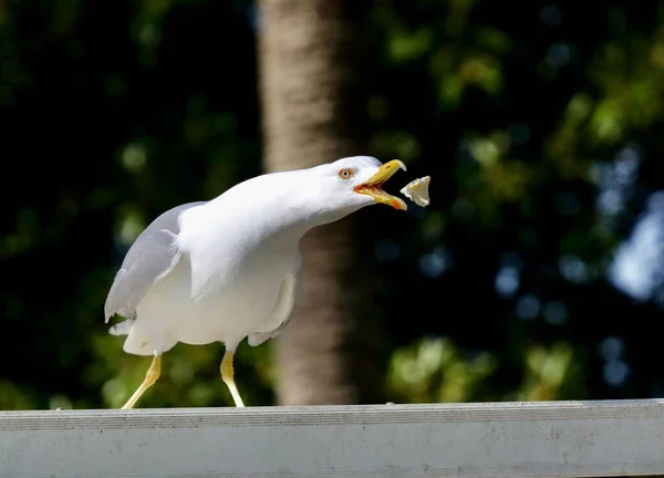 Primer Plano Una Gaviota Europea Arenque Que Captura Los Alimentos —  Fotos de Stock