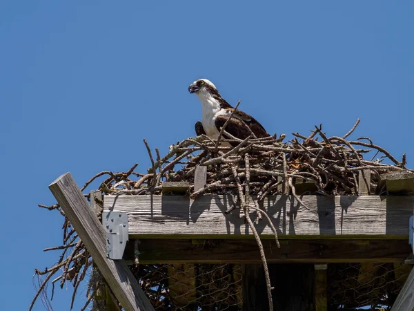 Primo Piano Osprey Seduto Nel Suo Nido Miramar Beach Florida — Foto Stock