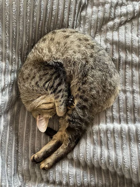 Sebuah Closeup Kucing Berbaring Tempat Tidur Dan Tidur — Stok Foto
