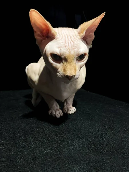 Vertical Shot Adorable Canadian Sphynx Cat Posing Black Background — Stock Photo, Image