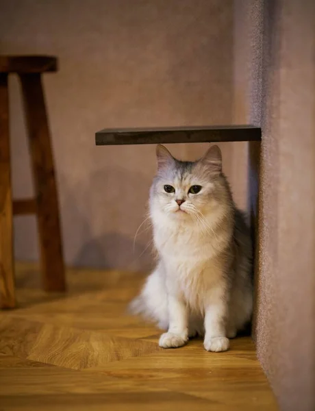 Słodki Futrzany Kot Relaksujący Się Podłodze — Zdjęcie stockowe