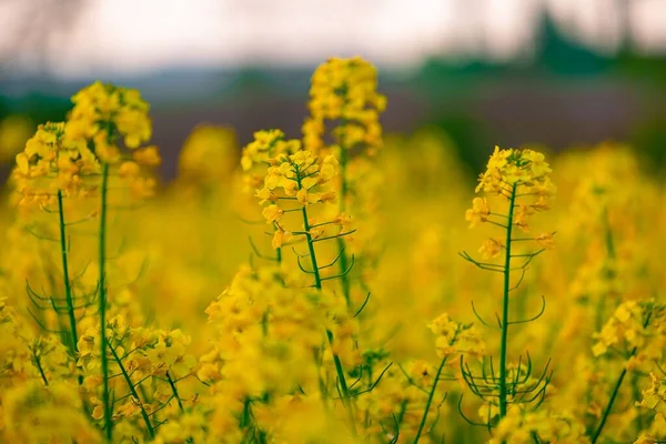 フィールド内の菜の花の黄色の花に選択的な焦点 — ストック写真