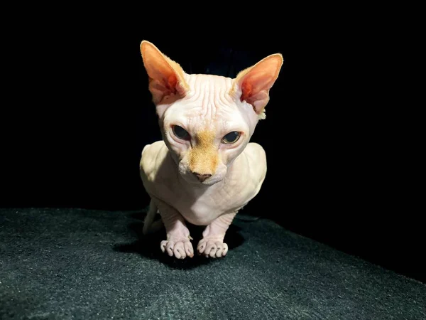 Sphynx Cat Angrily Staring Camera — Stock Photo, Image