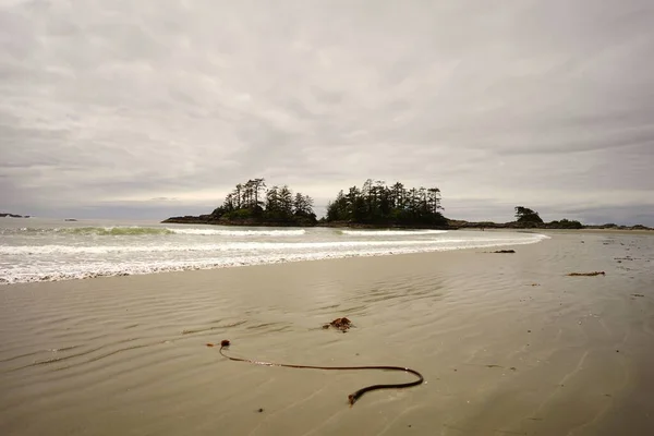 Una Vista Panorámica Una Delgada Larga Serpiente Marina Una Playa — Foto de Stock