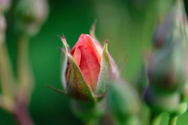 Nahaufnahme Einer Kleinen Roten Rose Mit Knospen Auf Verschwommenem Hintergrund — Stockfoto