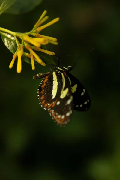Una Hermosa Mariposa Alargada Sobre Una Delicada Flor Amarilla —  Fotos de Stock
