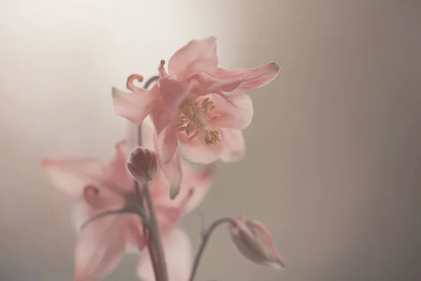Eine Selektive Fokusaufnahme Einer Blühenden Leuchtend Rosa Blume — Stockfoto