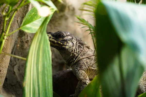 Una Iguana Común Escondida Contra Las Hojas Naturaleza —  Fotos de Stock