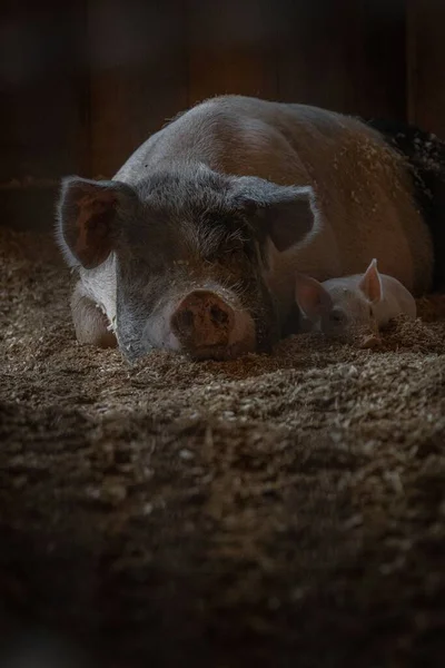 Ein Bauernschwein Stall — Stockfoto