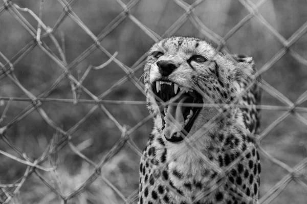 A grayscale shallow focus shot of an angry cheetah roaring behind a grid metal fence