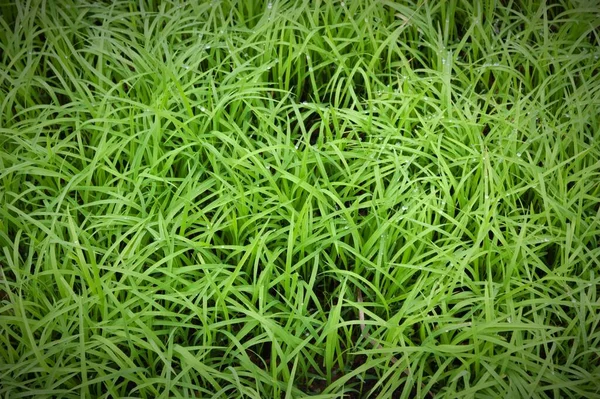 Een Close Shot Van Een Gras — Stockfoto