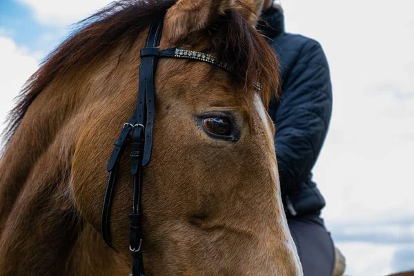 Pferdekopf Mit Reiterin Hintergrund — Stockfoto
