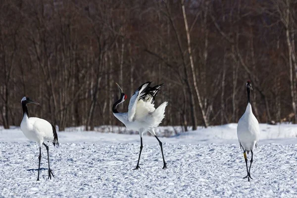 Czerwono Koronowane Żurawie Tańczące Zaśnieżonym Polu Hokkaido Japonia — Zdjęcie stockowe