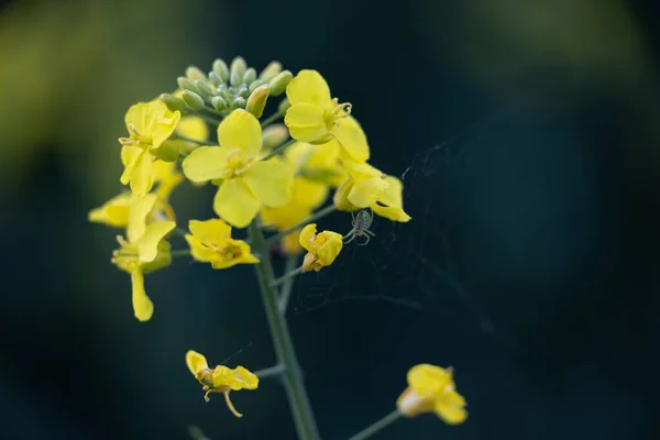 Foco Seletivo Flores Amarelas Colza Campo — Fotografia de Stock