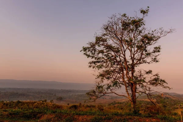 Ein Malerischer Blick Auf Einen Schönen Einsamen Baum Auf Einem — Stockfoto