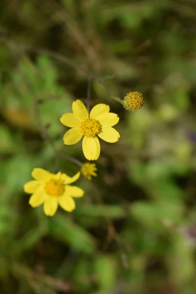 Selective Focus Shot Yellow Wildflowers — Stock Photo, Image