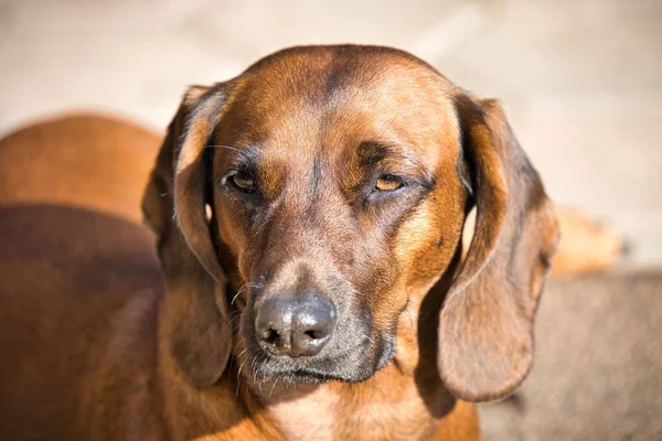 Een Beierse Berg Hond Buiten Onder Het Zonlicht — Stockfoto