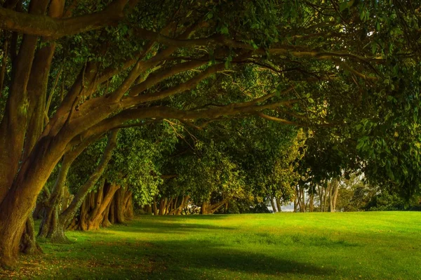 Живописный Зеленый Ландшафт One Tree Hill Окланд Новая Зеландия — стоковое фото