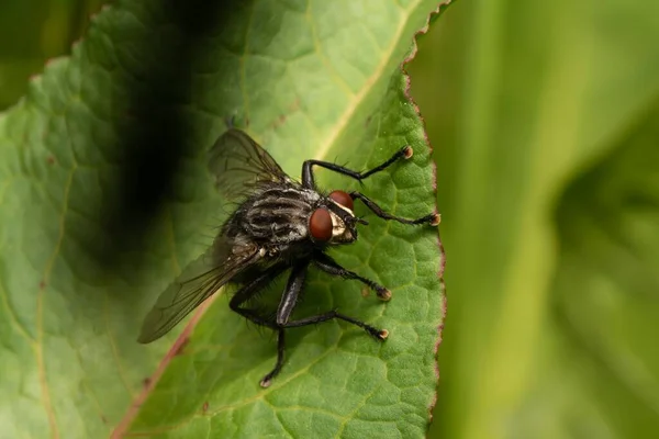 Tiro Close Uma Mosca Comum Folha Verde Jardim — Fotografia de Stock