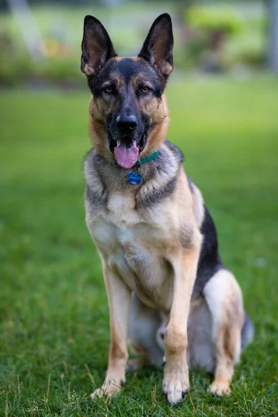 Een Portret Van Een Duitse Herder Het Veld — Stockfoto