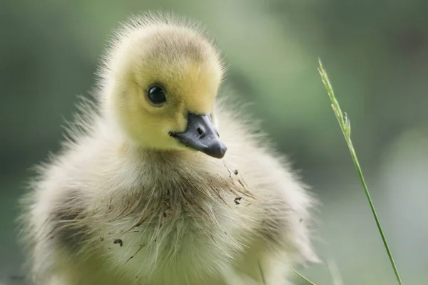 Portrait Adorable Newly Hatched Canada Goose Chick — Stock Photo, Image