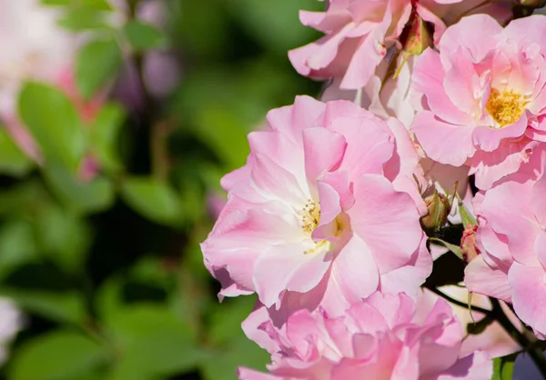 Όμορφα Ροζ Λουλούδια Που Μεγαλώνουν Στον Κήπο — Φωτογραφία Αρχείου