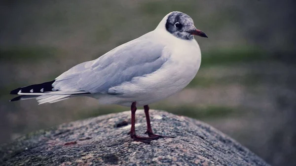 Close Gaivota Cabeça Preta Uma Pedra — Fotografia de Stock