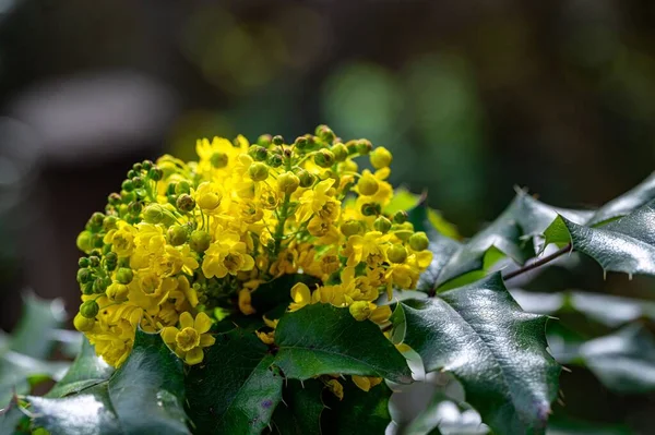 Uma Bela Flores Amarelas Com Uma Vegetação Turva Horizonte — Fotografia de Stock
