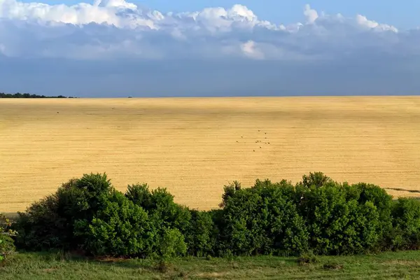 Yellow Agricultural Field Green Trees Foreground — Stock Photo, Image