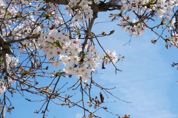 Eine Nahaufnahme Eines Kirschblütenbaums Verzweigt Sich Den Blauen Himmel — Stockfoto