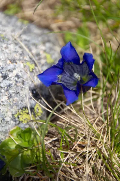 Una Genciana Vibrante Los Pirineos Francia — Foto de Stock