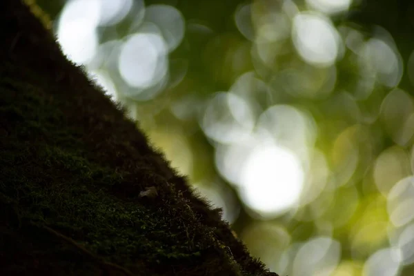 苔と木の幹の選択的フォーカスショット — ストック写真