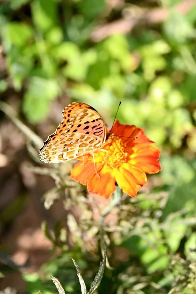 Zbliżenie Indyjskiego Fritillary Zapylanie Pomarańczowym Kwiatem Ogrodzie — Zdjęcie stockowe